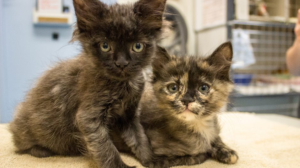 Oasis Animal Hospital – Treating your pets as part of the family. Oasis Animal Hospital – Treating your pets as part of the family.